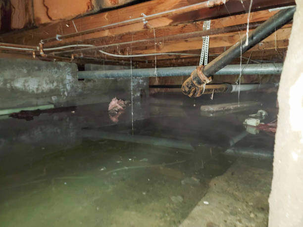 Best Water damage cleanup near me  in Mayer, AZ